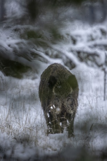 The wild boar (Sus scrofa) peers through low-hanging spruce branches with its head lowered towards the photographer, early winter, winter, snow, cold, mating season, November, Denmark
