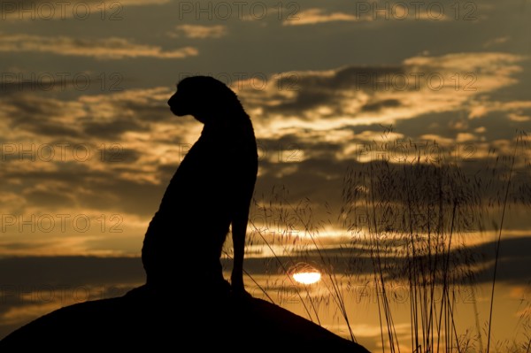 Cheetah (Acinonyx jubatus) captive, female in sunset, Castile-La Mancha, Spain