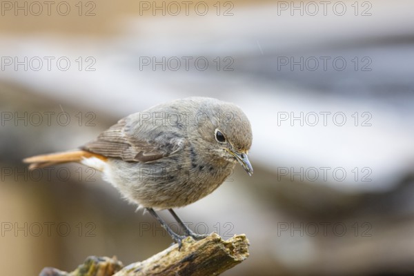 Redtail (Phoenicurus ochruros) Germany