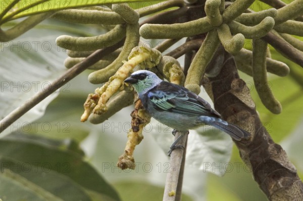 Masked Tanager (Tangara nigrocincta)