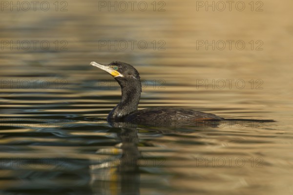 Neotropic Cormorant Phalacrocorax brasilianus Tucson, Arizona, United States 18 January Adult swimming. Phalacrocoracidae