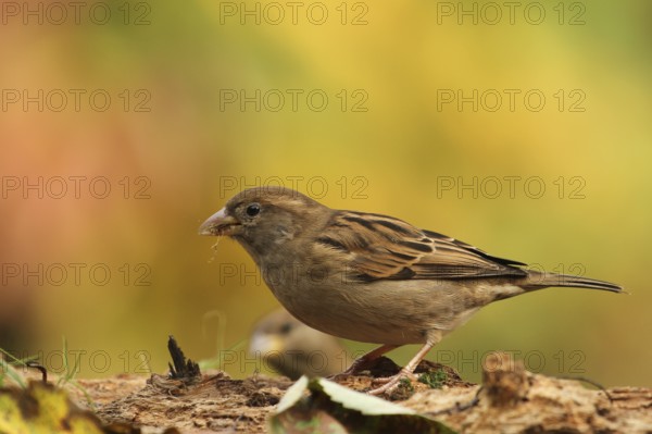 House Sparrow (Passer domesticus) female, Lower Saxony, Germany
