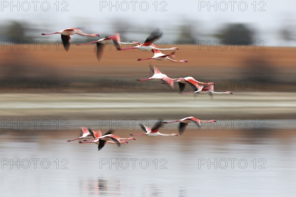 A flock of pink flamingos gracefully flies over a serene body of water, their reflections visible on the surface. The blurred background provides a sense of motion and freedom