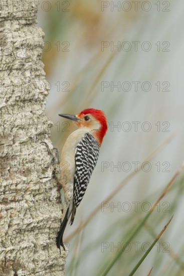 Red-bellied Woodpecker (Melanerpes carolinus) male climbing up tree, Florida, USA