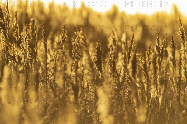 Common reed (Phragmites australis) plants reedbed backlit at sunset, RSPB Minsmere nature reserve, Suffolk, England, United Kingdom