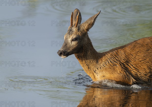 Roe deer (Capreolus capreolus), young roebuck standing in the shallow water zone of a lake, wildlife, Lower Saxony, Germany