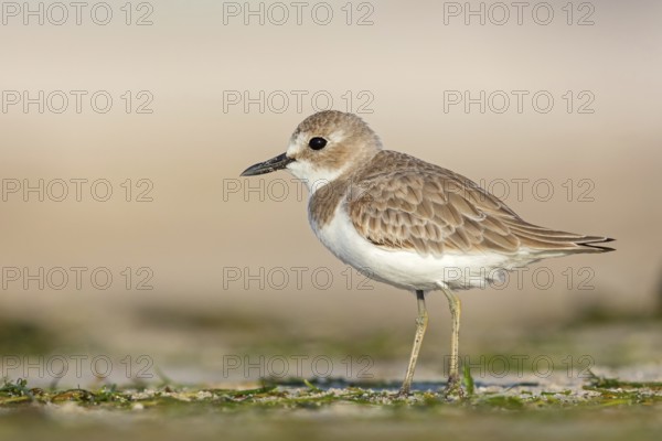 Desert plover, (Charadrius leschenaultii), animals, birds, biotope, habitat, foraging, Middle East, wader, plover family, Barr Al Hikman, Shannah, Ash Sharqiyah South, Oman