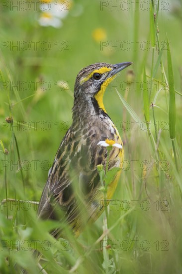Yellow-throated Longclaw (Macronyx croceus), Uganda
