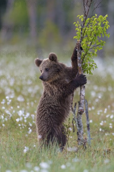 Eurasian Brown Bear (Ursus arctos) cub standing at young tree in white cottongrass, Finland