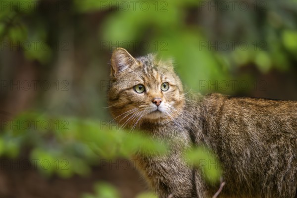 European wildcat (Felis silvestris silvestris) in a forest, Bavaria, Germany