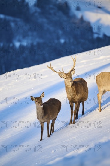 Red deer (Cervus elaphus) stag with hind on a snowy meadow in the mountains in tirol, Kitzbühel, Wildpark Aurach, Austria