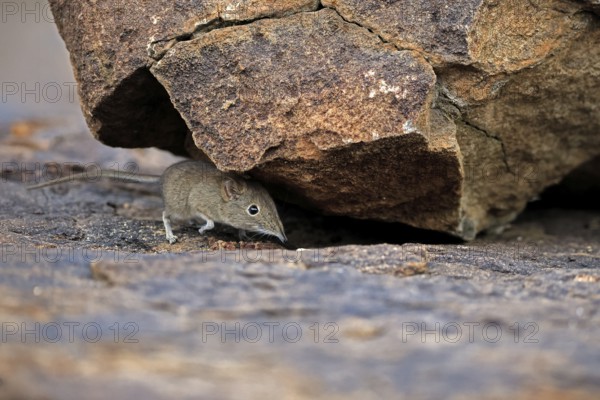 Short-eared Trunked Shrew (Macroscelides probosideus), Short-eared Elephant Shrew, Short-eared Trunked Shrew, adult, foraging, vigilant, rocks, Mountain Zebra National Park, Eastern Cape, South Africa