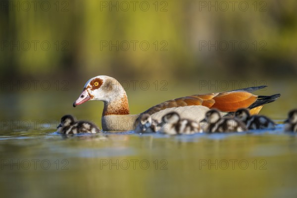 Egyptian goose (Alopochen aegyptiaca) mother with her chicks swimming on a lake, Bavaria, Germany