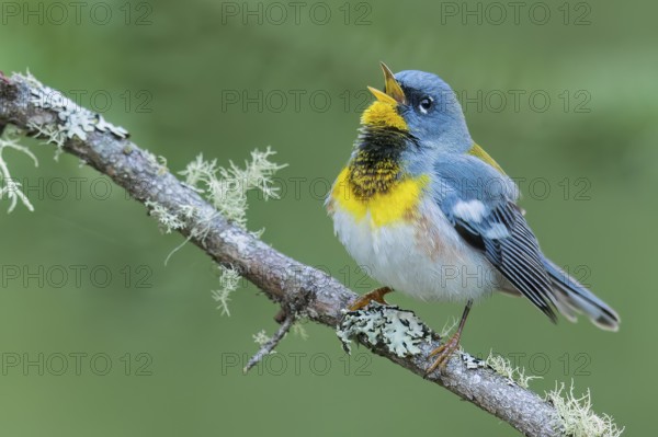 Northern Parula (Setophaga americana) perched on a branch in Ontario, Canada