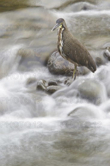 Fasciated Tiger Heron (Tigrisoma fasciatum), Costa Rica