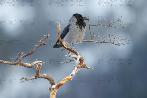 Hooded Crow (Corvus cornix), Norway