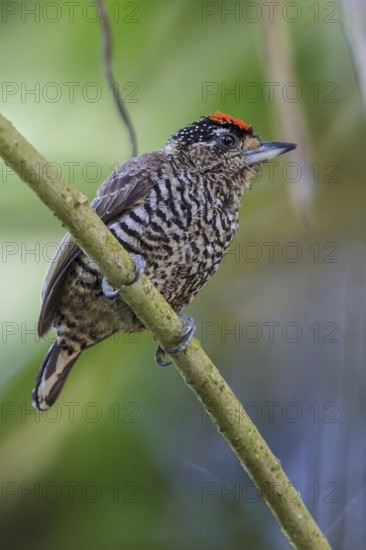 White-barred Piculet (Picumnus cirratus) perched on a branch in the Atlantic rainforest of southeast Brazil