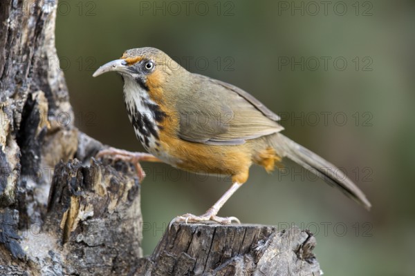 Black-streaked Scimitar Babbler (Pomatorhinus gravivox), Yunnan, China