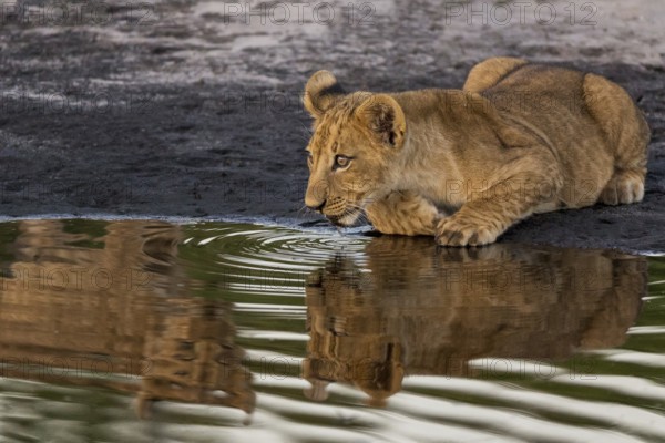 African Lion (Panthera leo) immature drinking at waterhole, Okavango Delta, Botswana