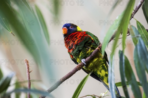 Parrot, colorful, all-color lory, Trichoglossus haematodus
