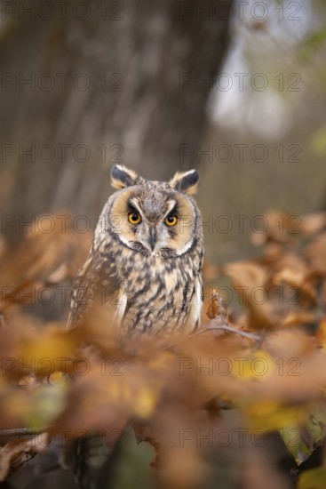 Long-eared Owl (Asio otus) captive, Baden-Wuerttemberg, Germany