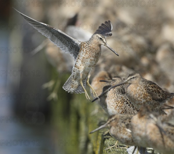 Short-billed Dowitcher (Limnodromus griseus), Washington, USA