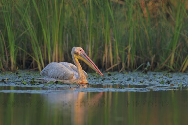 Great White Pelican (Pelecanus onocrotalus), Danube-Delta, Romania