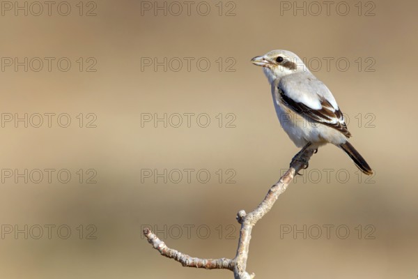 Animals, birds, shrike, great grey shrike, great grey shrike, (Lanius meridionalis), animals, birds, shrike family, perch, biotope, habitat, Middle East, Salalah, Dhofar, Oman