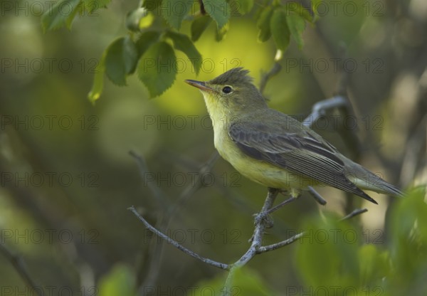 Icterine Warbler (Hippolais icterina), Mecklenburg-Western Pomerania, Germany