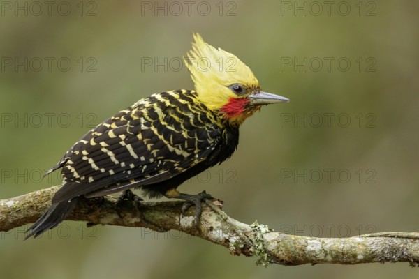 Blond-crested Woodpecker (Celeus flavescens) perched on a branch in the Atlantic Rainforest Region of Brazil
