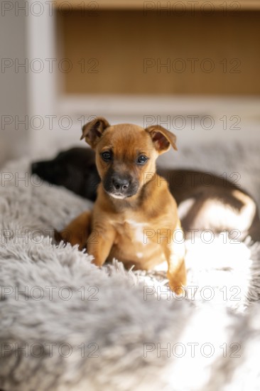 A cute puppy with a tan coat sits on a fluffy gray blanket, basking in soft natural light at home. The cozy scene conveys warmth and comfort, perfect for pet lovers