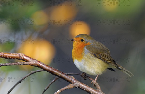 Rotkehlchen (Erithacus rubecula), Robin, Altvogel, Oktober, NSG Dingdener Heide, Nordrhein-Westfalen, Deutschland