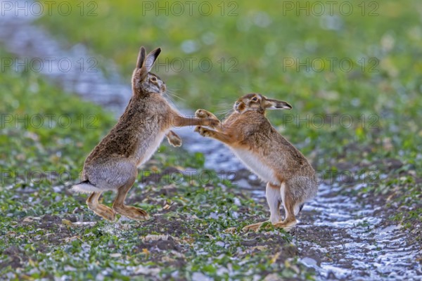 European brown hares (Lepus europaeus) female / doe boxing / fighting with male / buck in field during breeding season called March madness in winter