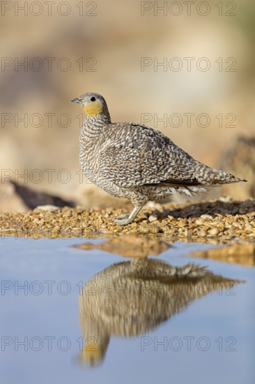 Crowned sandgrouse (Pterocles coronatus), Israel, Middle East
