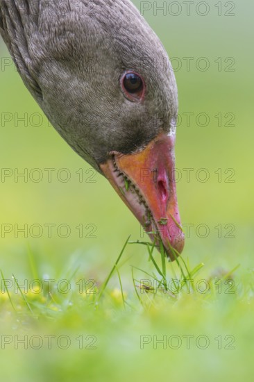 Greylag Goose (Anser anser) foraging, Lower Saxony, Germany