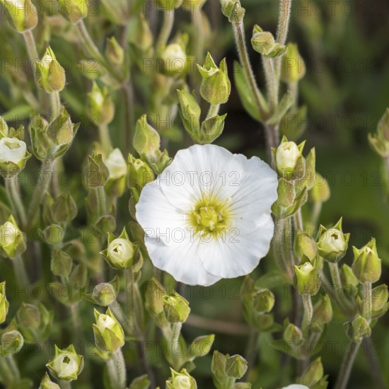 Mountain sandwort (Arenaria montana), Merkel family, Germany