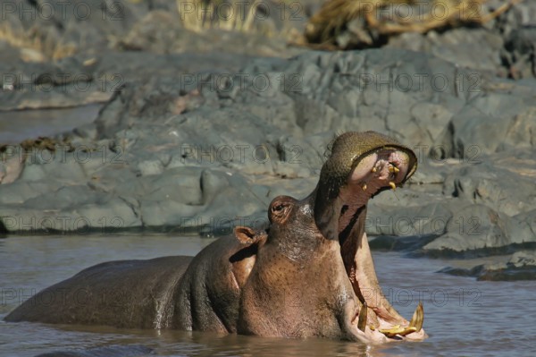 Hippopotamus (Hippopotamus amphibius) threat yawning, Serengeti National Park, Tanzania