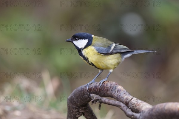 Great Tit (Parus major) perched on a branch, North Rhine-Westphalia, Germany
