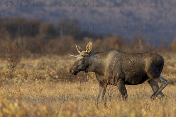 A young moose bull (Alces alces) follows a moose cow with calf, moose rut, rutting season, autumn, Ruska, September, Norway