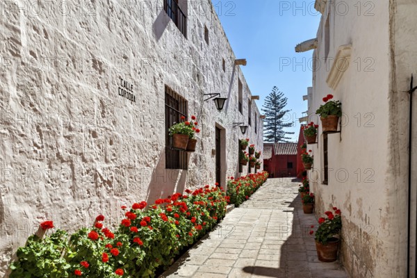 A sunny street with charming white buildings and bright red flowers, Santa Catalina Monastery in Arequipa in Peru