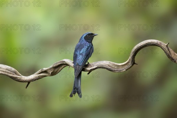 Bronzed Drongo (Dicrurus aeneus) perched on a branch, Yunnan, China