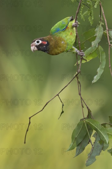 Brown-hooded Parrot (Pyrilia haematotis), Costa Rica