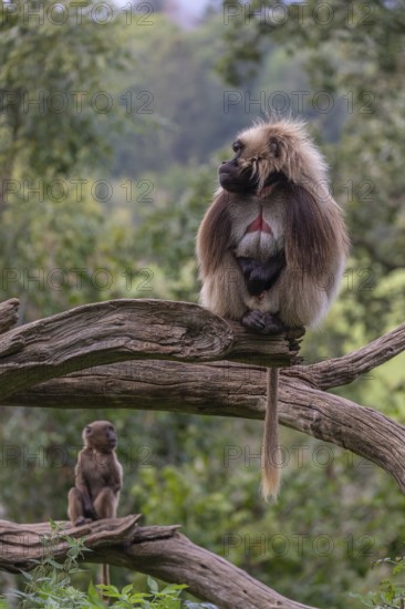 Portrait of an adult male Gelada (Theropithecus gelada), or bleeding-heart monkey, resting on a log. One young Gelada and a forest in the background