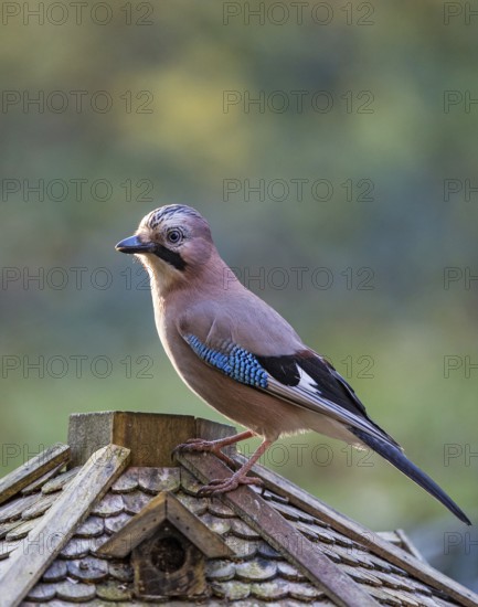 Eurasian Jay (Garrulus glandarius) at feeding house, Bavaria, Germany