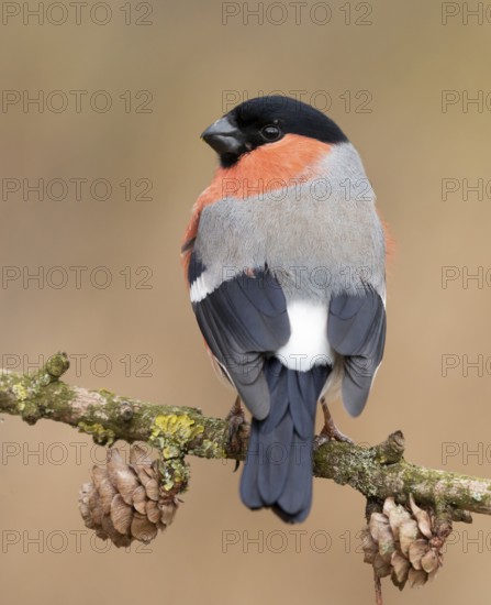 Eurasian Bullfinch (Pyrrhula pyrrhula) male perched on a branch, Lower Saxony, Germany
