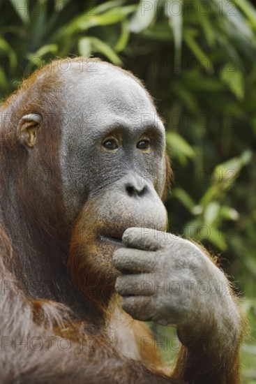 Bornean orangutan (Pongo pygmaeus), captive, occurring on Borneo