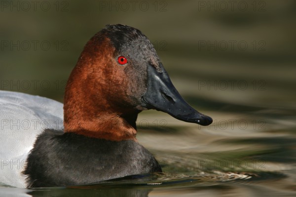 Canvasback (Aythya valisineria) male, Arizona, USA