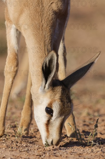 Springbok (Antidorcas marsupialis), young animal, feeding on plants, head close-up, golden morning light, Kgalagadi Transfrontier Park, Northern Cape, South Africa
