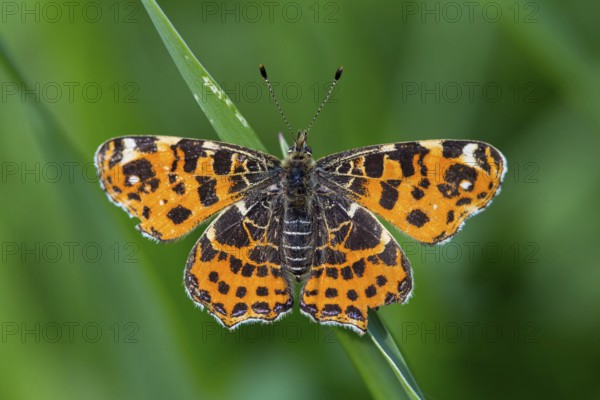 Land carat, (Araschnia levana), animals, insects, butterfly, butterfly, Lake Neusiedl, Andau, Burgenland, Austria