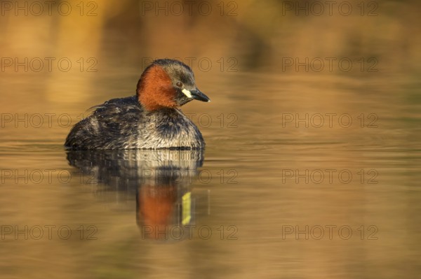 Little grebe, (Tachybaptus ruficollis), (Podiceps ruficollis), animals, birds, grebe family, swims in the water, biotope, habitat, Rosensteinpark, Stuttgart, Baden-Würrttemberg, Federal Republic of Germany